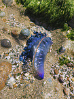Atlantic Portuguese man-of-war