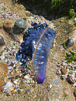Atlantic Portuguese man-of-war