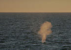 bowhead whale