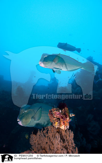 bumphead parrotfishes / PEM-01250