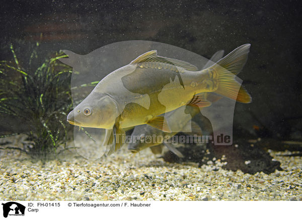Karpfen / Carp / FH-01415