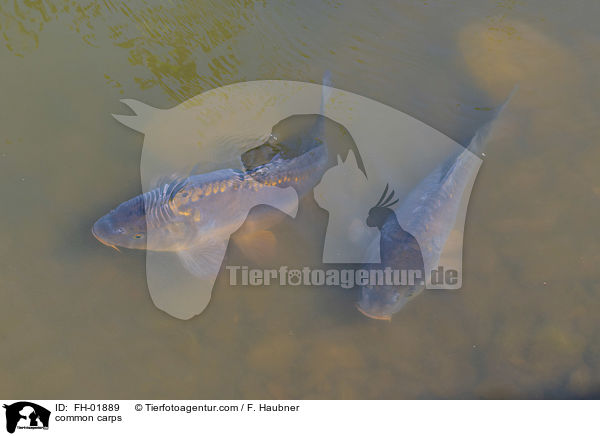common carps / FH-01889