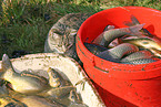 fish and cat