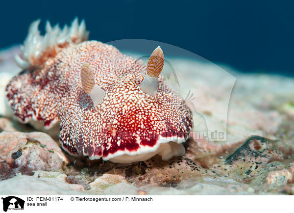 sea snail / PEM-01174