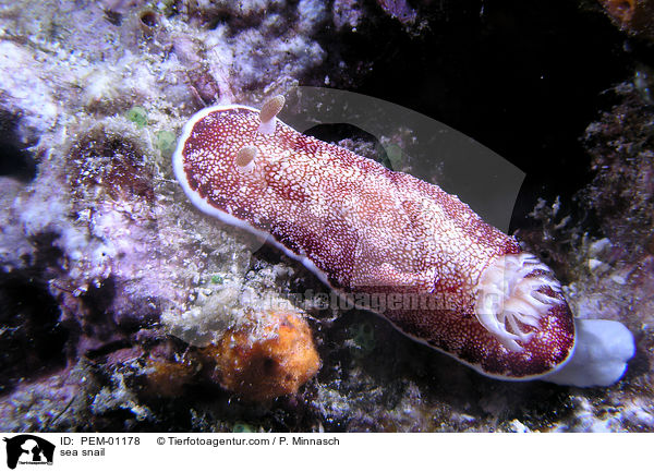 Prachtstern-Schnecke / sea snail / PEM-01178