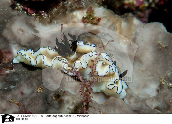 see snail / PEM-01191