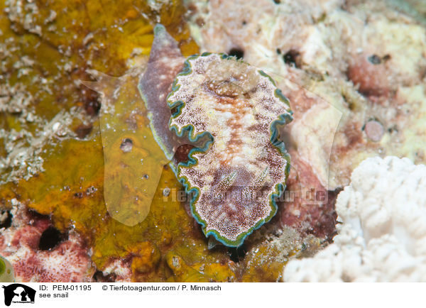 see snail / PEM-01195