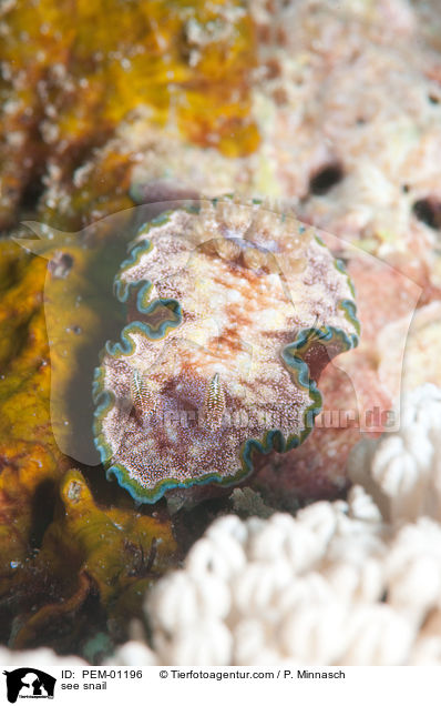 see snail / PEM-01196