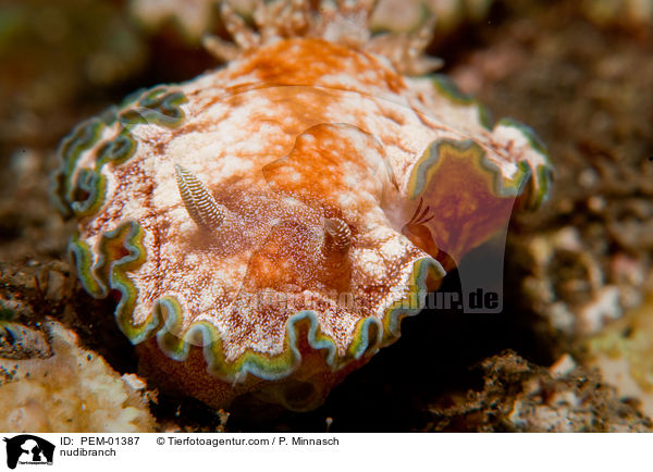Prachtstern-Schnecke / nudibranch / PEM-01387