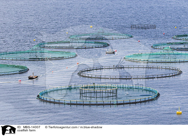 coalfish farm / MBS-14007