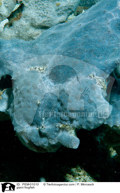 giant frogfish / PEM-01010