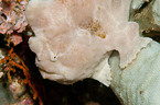giant frogfish