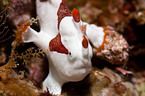giant frogfish