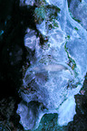 giant frogfish