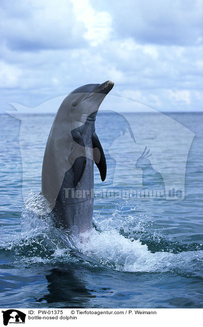Groer Tmmler / bottle-nosed dolphin / PW-01375