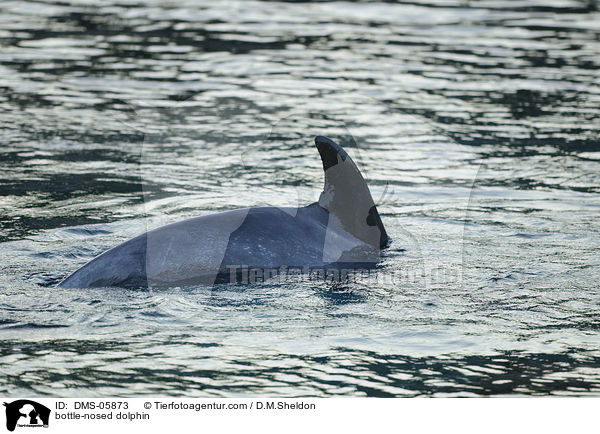 Groer Tmmler / bottle-nosed dolphin / DMS-05873