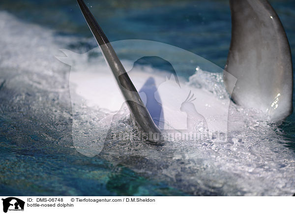 Groer Tmmler / bottle-nosed dolphin / DMS-06748