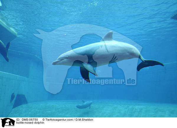 Groer Tmmler / bottle-nosed dolphin / DMS-06750