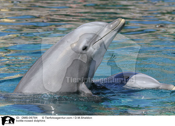 bottle-nosed dolphins / DMS-06784