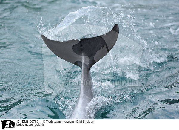 Groer Tmmler / bottle-nosed dolphin / DMS-06792