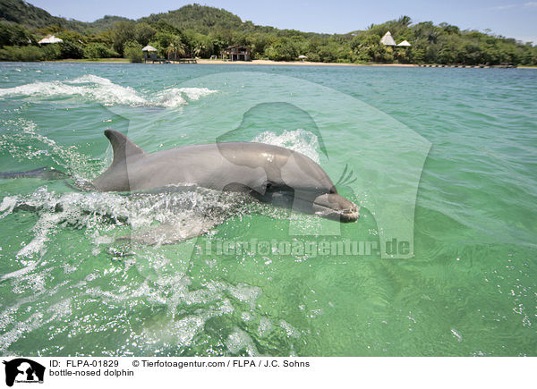 Groer Tmmler / bottle-nosed dolphin / FLPA-01829
