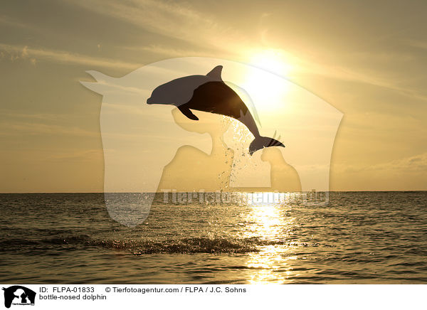 Groer Tmmler / bottle-nosed dolphin / FLPA-01833