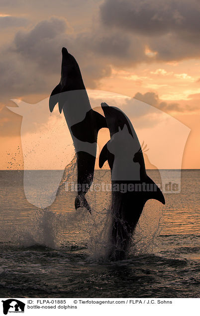 bottle-nosed dolphins / FLPA-01885