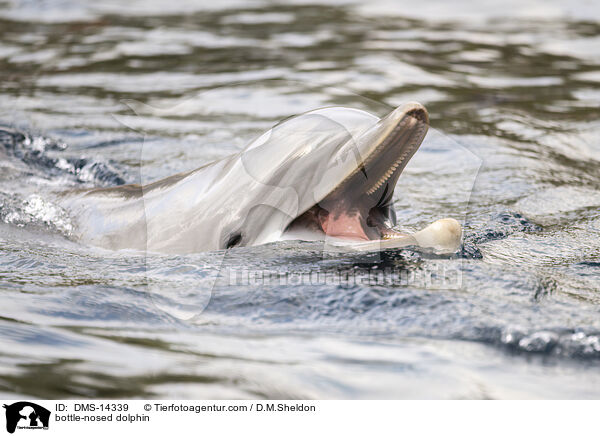 bottle-nosed dolphin / DMS-14339