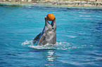 Common Bottlenose Dolphin