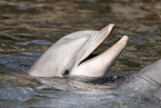 bottle-nosed dolphin