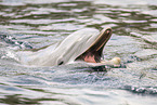 bottle-nosed dolphin
