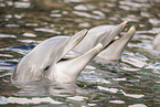 bottle-nosed dolphin