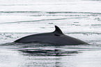 common minke whale