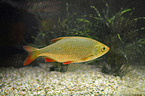 swimming Common Rudd