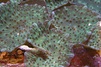 mushroom polyp
