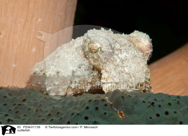 Sepia / cuttlefish / PEM-01136