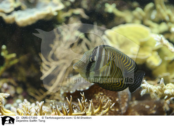 Indischer Segelflossendoktor / Dejardins Sailfin Tang / DMS-07380