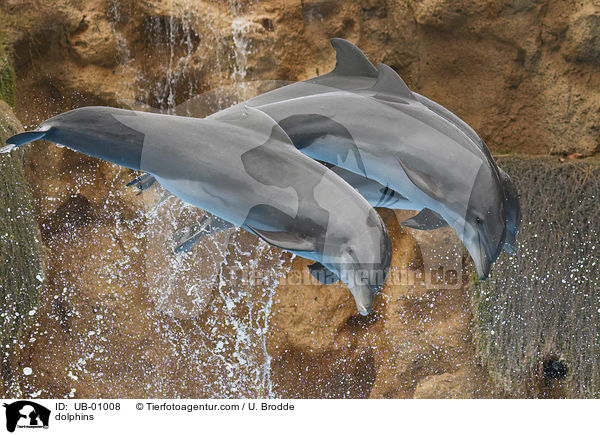 dolphins / UB-01008