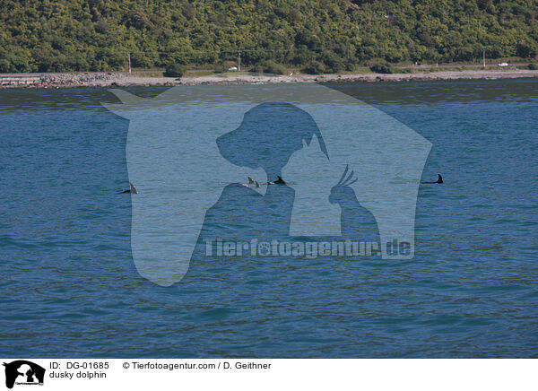Schwarzdelfin / dusky dolphin / DG-01685