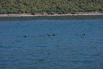dusky dolphin