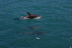 dusky dolphin