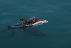 dusky dolphin