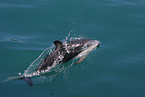 dusky dolphin