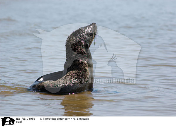seal / RS-01056