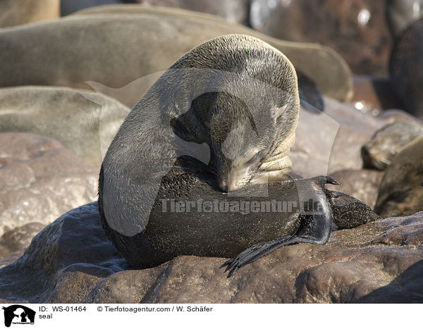 Pelzrobbe auf einem Felsen / seal / WS-01464