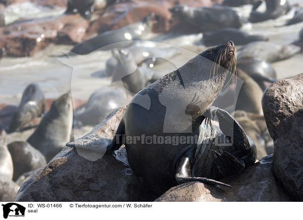 seal / WS-01466