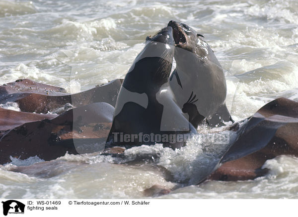 Kmpfende Pelzrobben / fighting seals / WS-01469