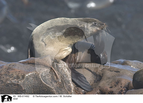 seal / WS-01482