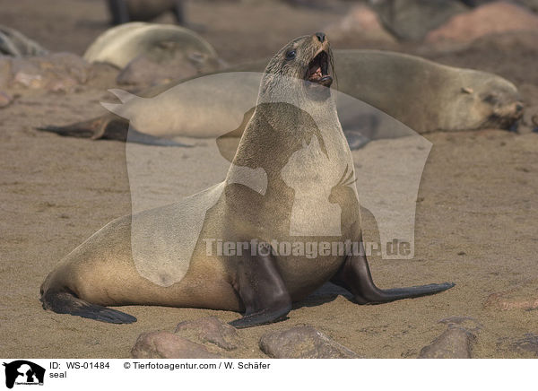 seal / WS-01484