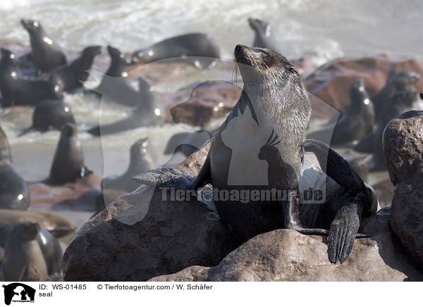 seal / WS-01485